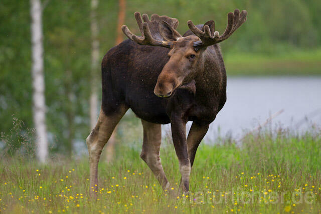 R7736 Elch, Moose, Eurasian elk - Christoph Robiller