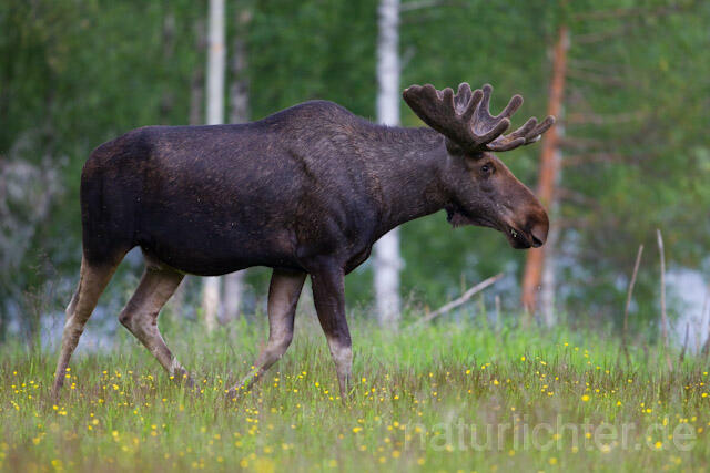 R7737 Elch, Moose, Eurasian elk - Christoph Robiller