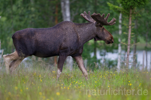 R7738 Elch, Moose, Eurasian elk - Christoph Robiller
