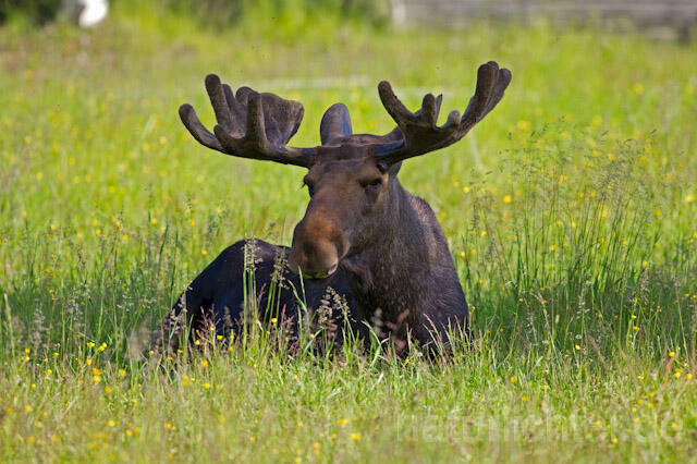 R7742 Elch, Moose, Eurasian elk - Christoph Robiller