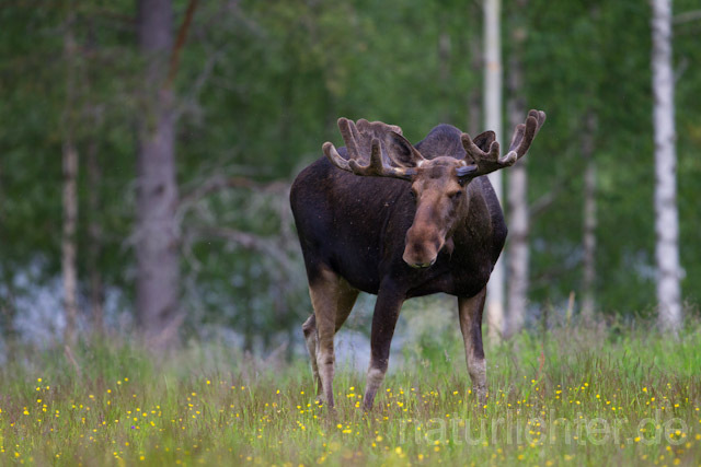 R7744 Elch, Moose, Eurasian elk - Christoph Robiller