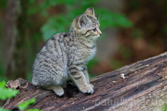 R8222 Wildkatze Jungtier, Wildcat kitten - Christoph Robiller