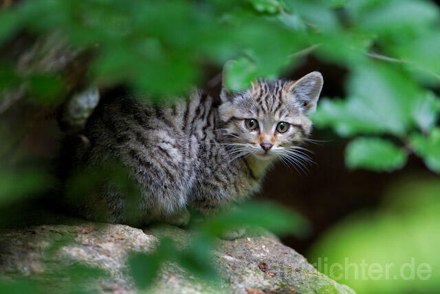 R8223 Wildkatze Jungtier, Wildcat kitten - Christoph Robiller