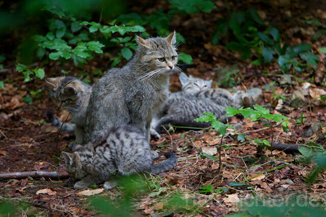 R8224 Wildkatze mit Jungtier, Wildcat with kitten - Christoph Robiller