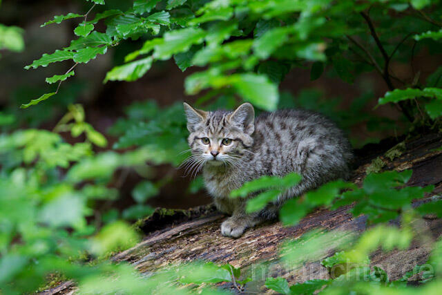 R8229 Wildkatze Jungtier, Wildcat kitten - Christoph Robiller