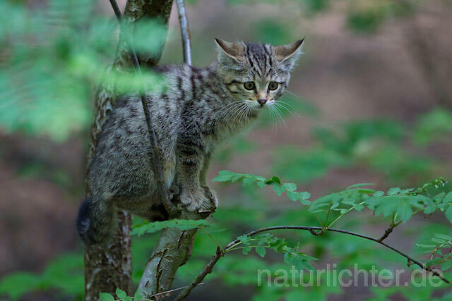 R8231 Wildkatze Jungtier auf Baum, Wildcat kitten at tree - Christoph Robiller