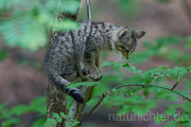 R8232 Wildkatze Jungtier auf Baum, Wildcat kitten at tree - Christoph Robiller