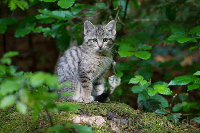 R8238 Wildkatze Jungtier, Wildcat kitten - Christoph Robiller