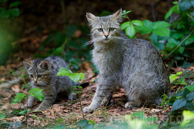 R8242 Wildkatze mit Jungtier, Wildcat with kitten - Christoph Robiller
