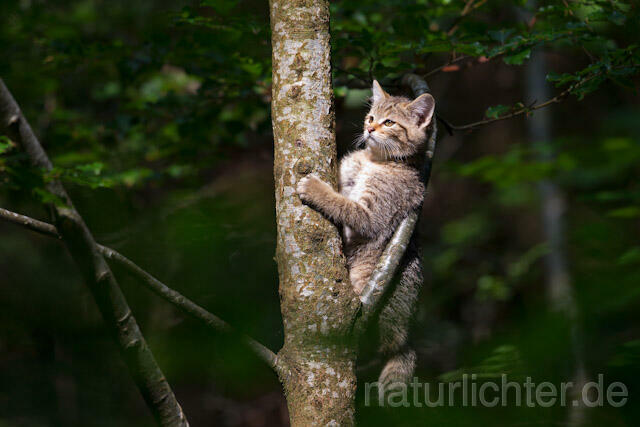 R8243 Wildkatze auf Baum, Wildcat at tree - Christoph Robiller