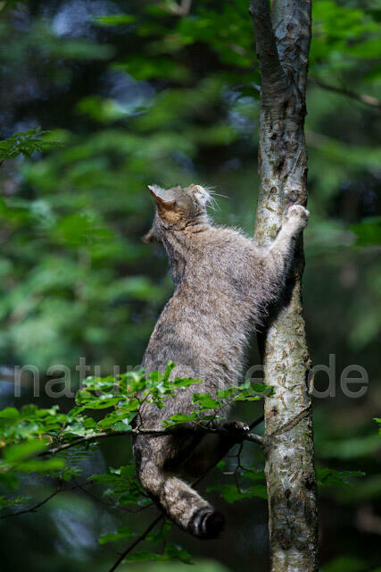 R8244 Wildkatze auf Baum, Wildcat at tree - Christoph Robiller