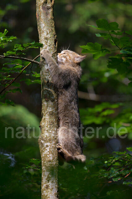 R8245 Wildkatze auf Baum, Wildcat at tree - Christoph Robiller