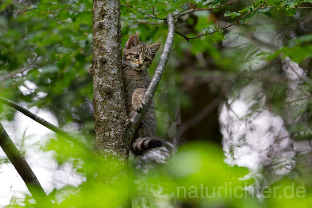 R8246 Wildkatze Jungtier auf Baum, Wildcat kitten at tree - Christoph Robiller