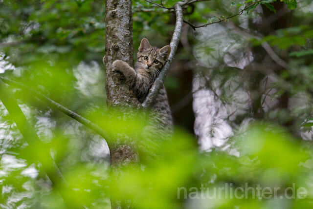R8247 Wildkatze Jungtier auf Baum, Wildcat kitten at tree - Christoph Robiller