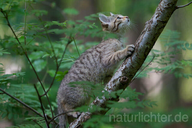 R8248 Wildkatze Jungtier auf Baum, Wildcat kitten at tree - Christoph Robiller