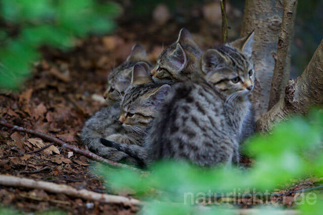 R8249 Wildkatze Jungtiere, Wildcat kitten - Christoph Robiller
