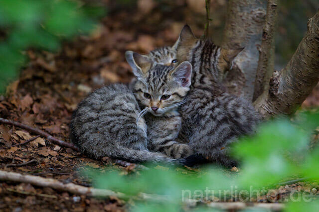 R8250 Wildkatze Jungtiere, Wildcat kitten - Christoph Robiller