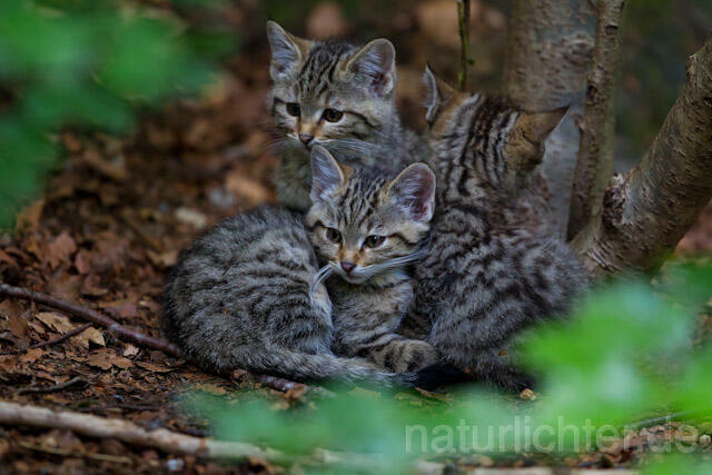 R8251 Wildkatze Jungtiere, Wildcat kitten - Christoph Robiller