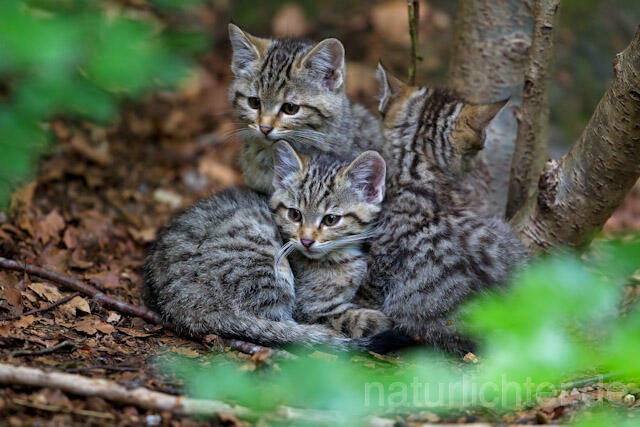 R8252 Wildkatze Jungtiere, Wildcat kitten - Christoph Robiller