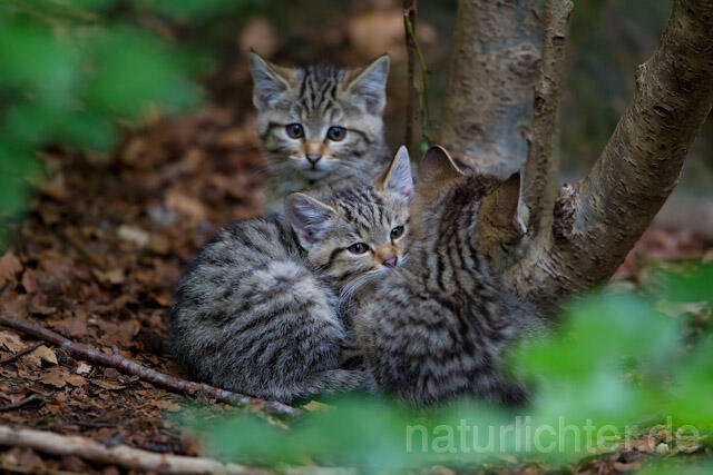R8253 Wildkatze Jungtiere, Wildcat kitten - Christoph Robiller
