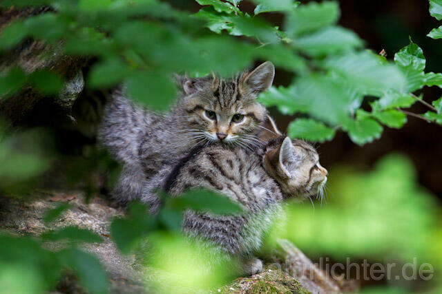 R8255 Wildkatze Jungtiere, Wildcat kitten - Christoph Robiller