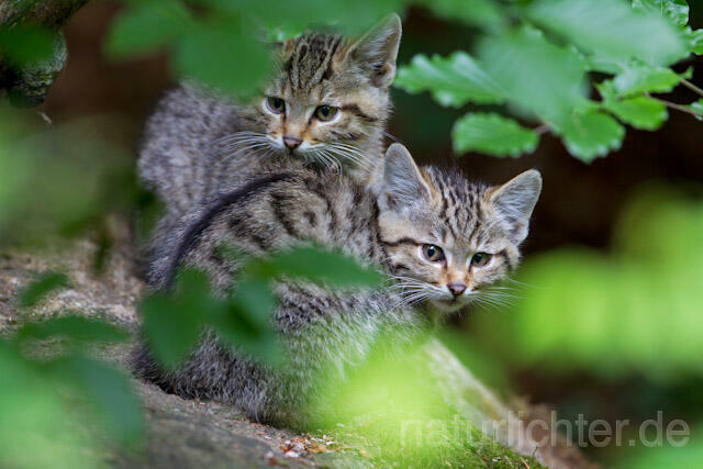 R8256 Wildkatze Jungtiere, Wildcat kitten - Christoph Robiller