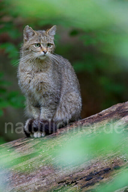 R8259 Wildkatze, Wildcat - Christoph Robiller