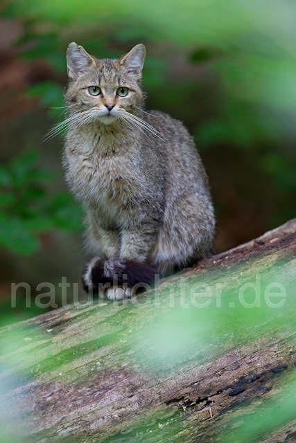 R8260 Wildkatze, Wildcat - Christoph Robiller
