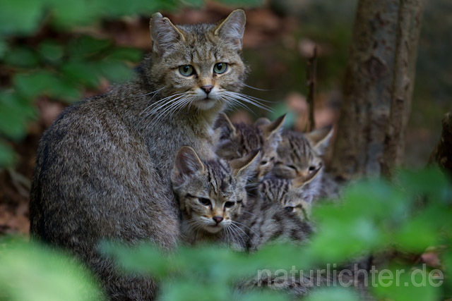 R8265 Wildkatze mit Jungtieren, Wildcat with kitten - Christoph Robiller