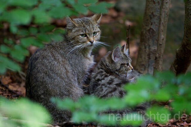 R8267 Wildkatze mit Jungtieren, Wildcat with kitten - Christoph Robiller