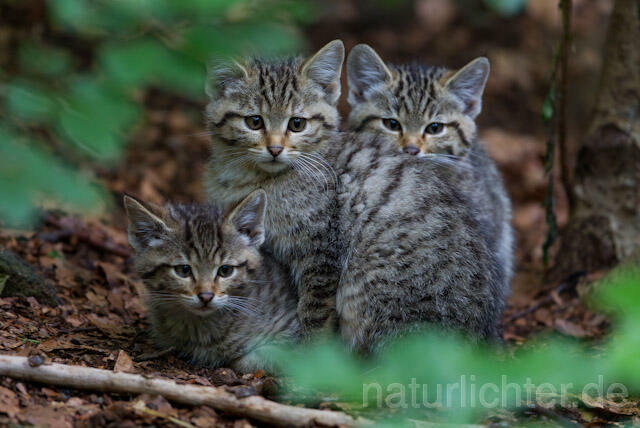 R8268 Wildkatze Jungtiere, Wildcat kitten - Christoph Robiller