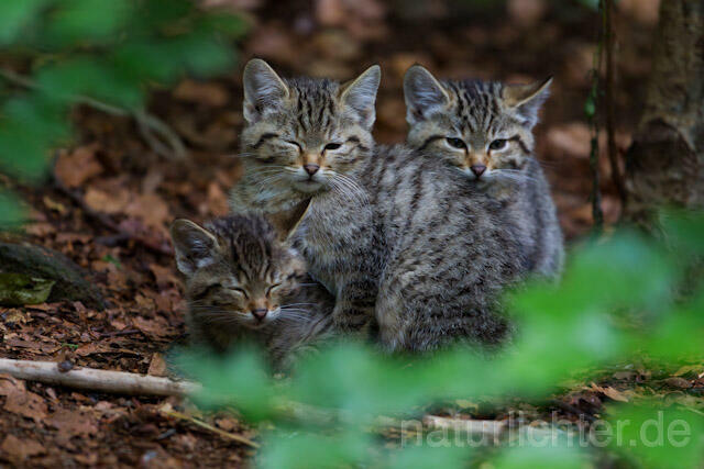 R8269 Wildkatze Jungtiere, Wildcat kitten - Christoph Robiller