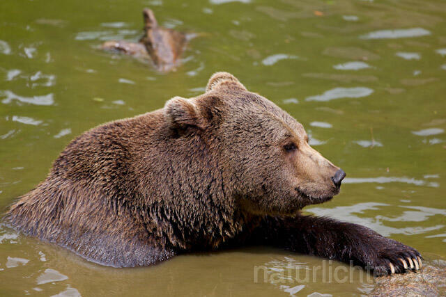 R8281 Braunbär im Wasser, Brown Bear swimming - Christoph Robiller