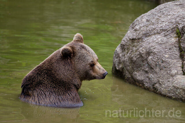 R8282 Braunbär im Wasser, Brown Bear swimming - Christoph Robiller