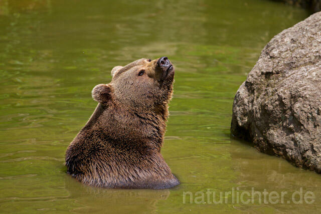 R8283 Braunbär im Wasser, Brown Bear swimming - Christoph Robiller