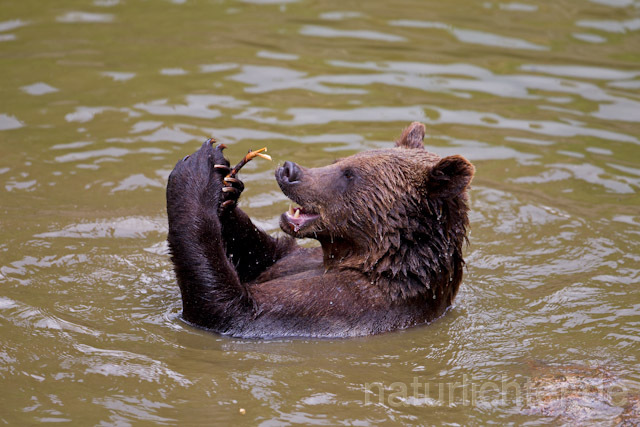 R8284 Braunbär im Wasser, Brown Bear swimming - Christoph Robiller