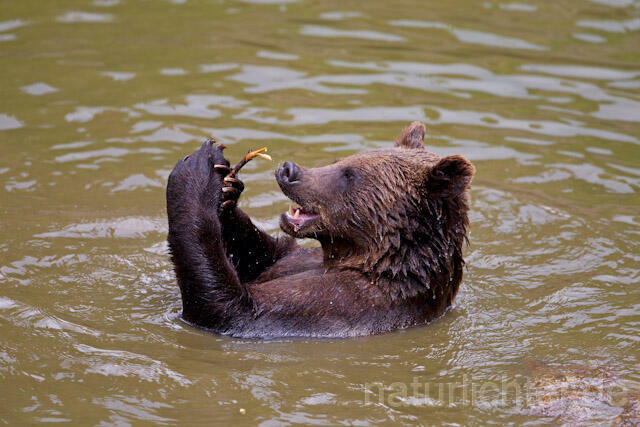R8284 Braunbär im Wasser, Brown Bear swimming - Christoph Robiller