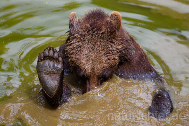 R8285 Braunbär im Wasser, Brown Bear swimming - Christoph Robiller