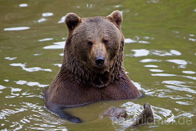 R8286 Braunbär im Wasser, Brown Bear swimming - Christoph Robiller
