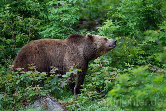 R8294 Braunbär, Brown Bear - Christoph Robiller
