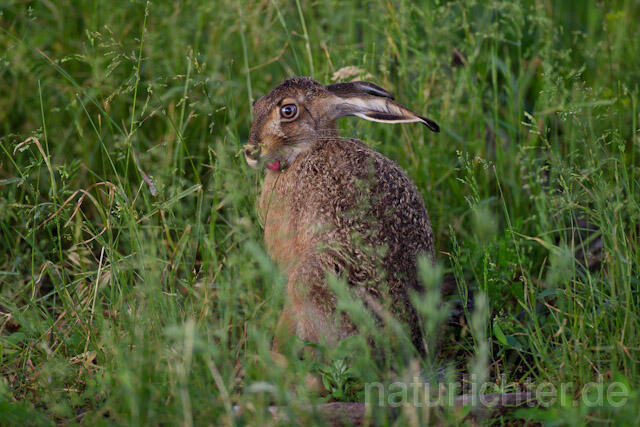 R8342 Feldhase, European Hare