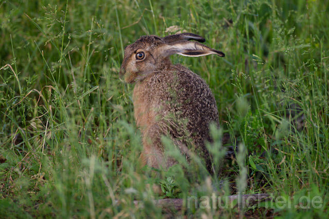 R8343 Feldhase, European Hare