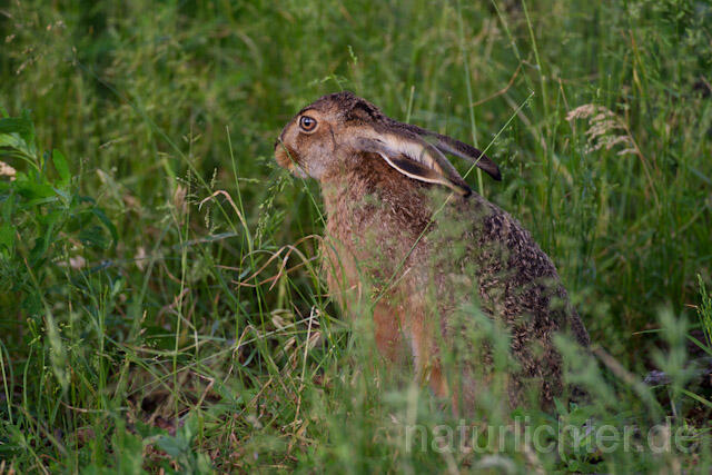R8344 Feldhase, European Hare
