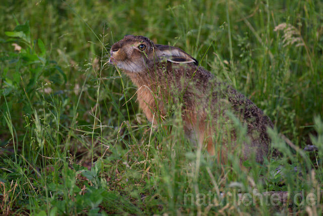 R8345 Feldhase, European Hare