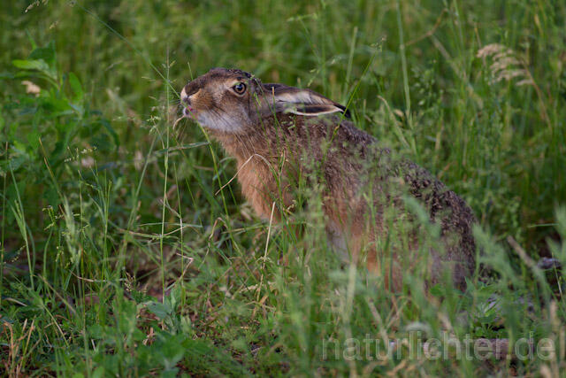 R8346 Feldhase, European Hare