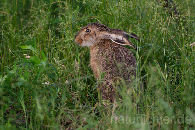 R8347 Feldhase, European Hare - Christoph Robiller