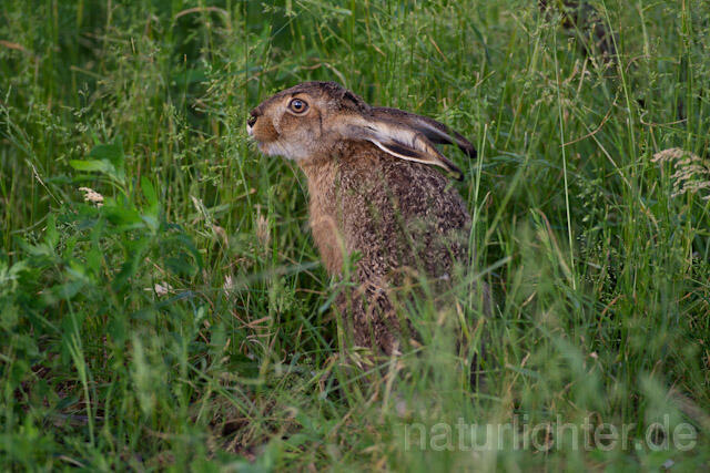 R8348 Feldhase, European Hare