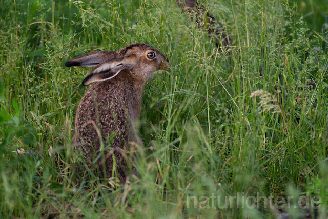 R8349 Feldhase, European Hare