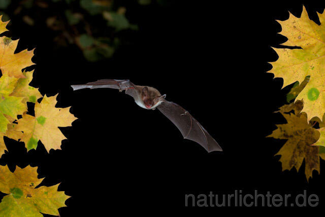 R8531 Bechsteinfledermaus im Flug, Bechstein's Bat flying - Christoph Robiller