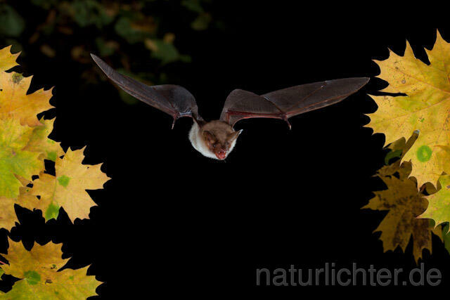 R8533 Großes Mausohr im Flug, Greater Mouse-eared Bat flying - Christoph Robiller